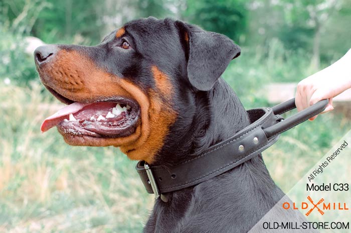 Rottweiler Collar with Handle