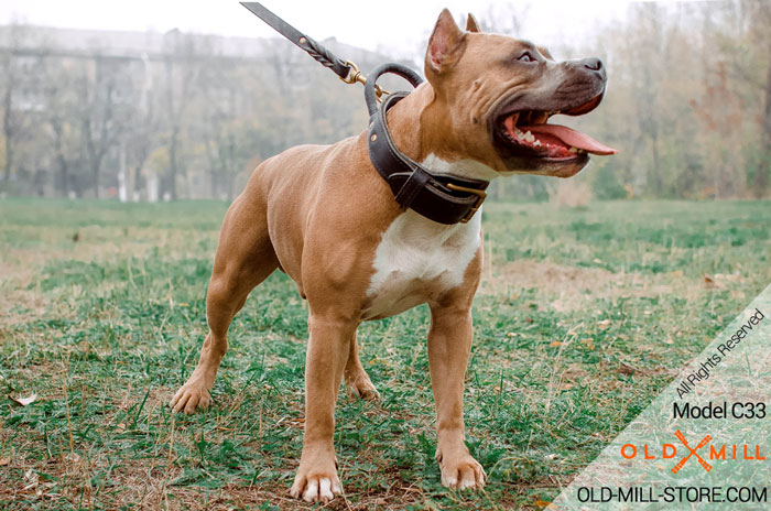 Amstaff Collar with Handle