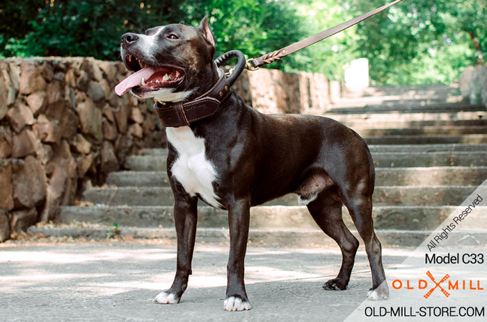 Amstaff Wearing Dog Collar for Everyday Safe Walking