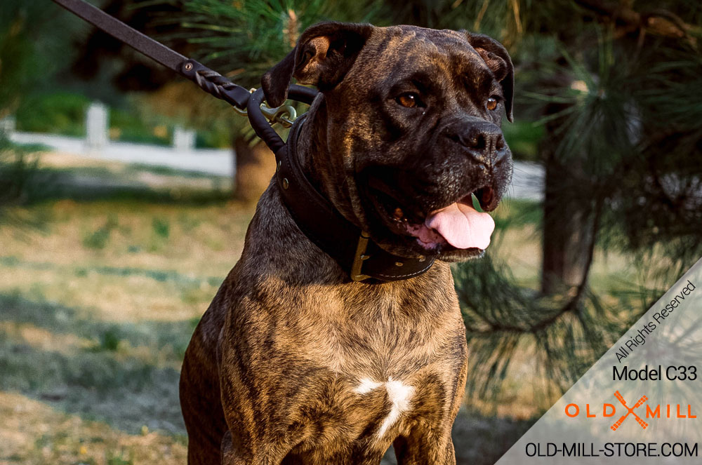 Boxer Collar with Handle