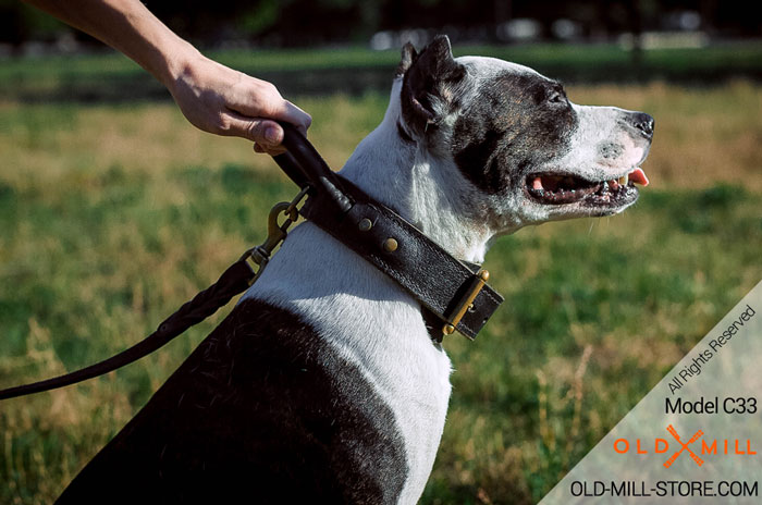 Universal Leather Pitbull Collar with Handle