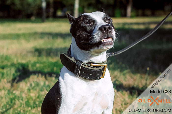 Pitbull Wearing Dog Collar for Everyday Safe Walking