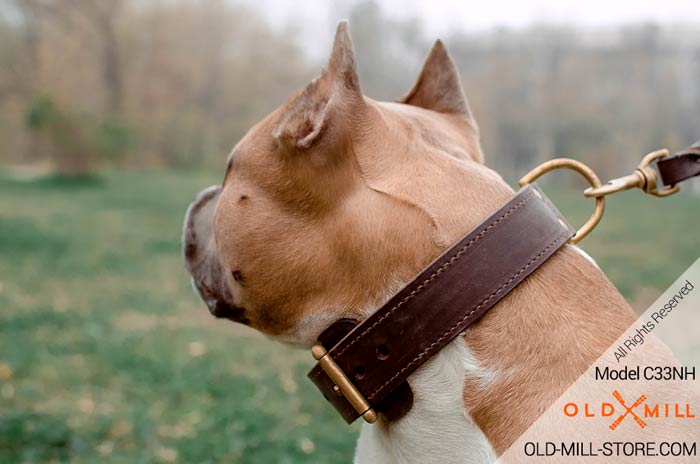 2ply Leather Dog Dollar with D-ring for Amstaff