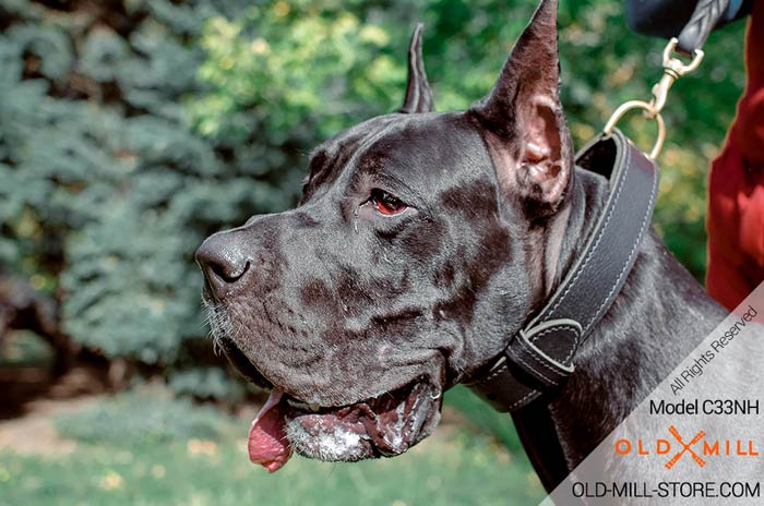 Great Dane Collar with D-Ring for Leash Attachment
