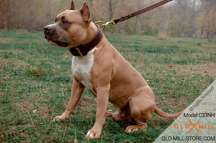 Amstaff Collar with Fur protection Plate