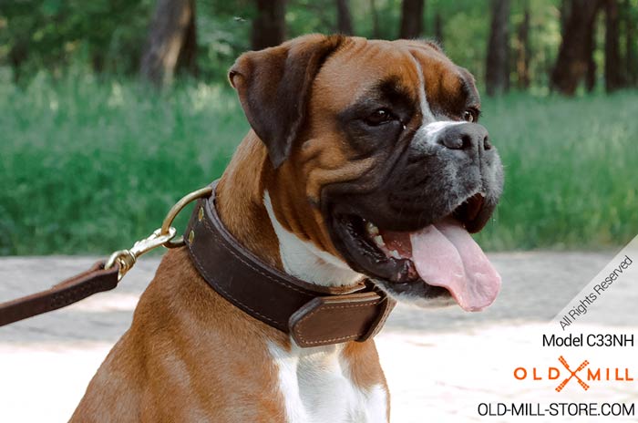 Boxer Collar with Fur Protection Plate