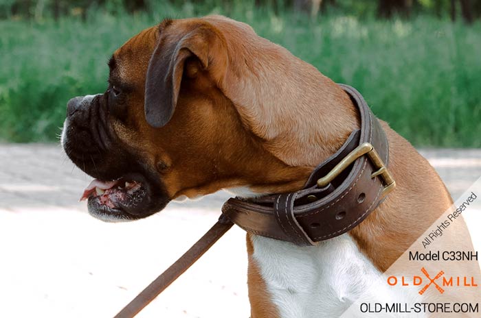 Brass Buckle Collar for Boxer