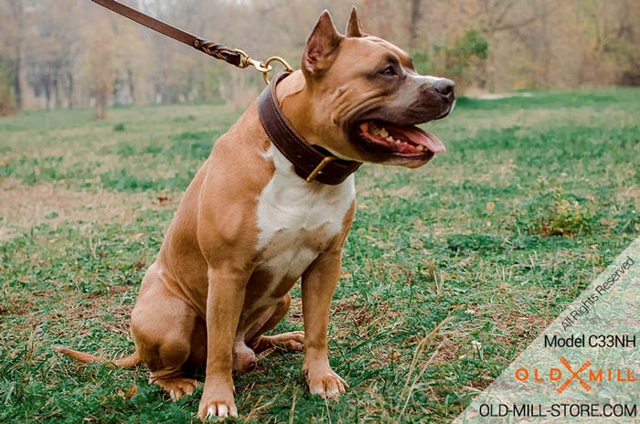 Classic Amstaff Collar for Walking / Training