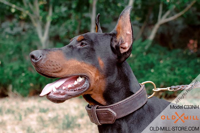 Doberman Dog Training Collar with Fur Protection Plate