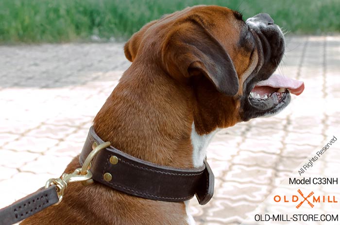 Classic Boxer Collar for Walking / Training