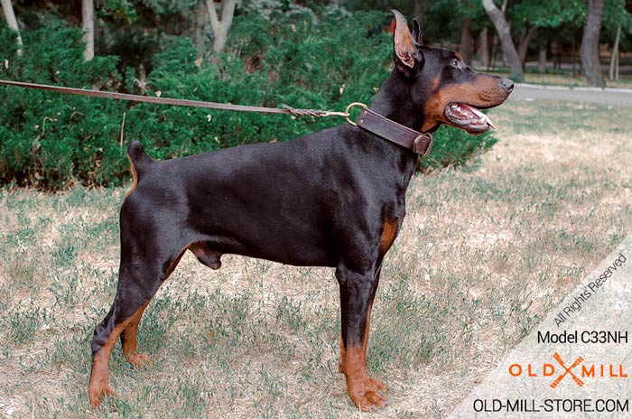 Extra Strong Leather Doberman Collar with D-Ring