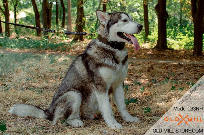 Extra-Strong Leather Husky Collar with Fur protection Plate