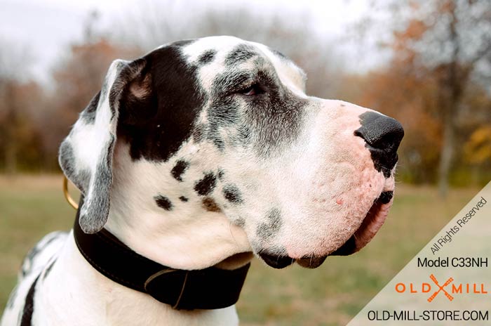 Great Dane 2ply Leather Dog Collar for Agitation Protection Training