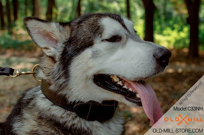 Husky 2ply Leather Dog Collar with D-ring