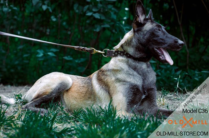 Studded Belgian Malinois Collar with Brass Pyramids