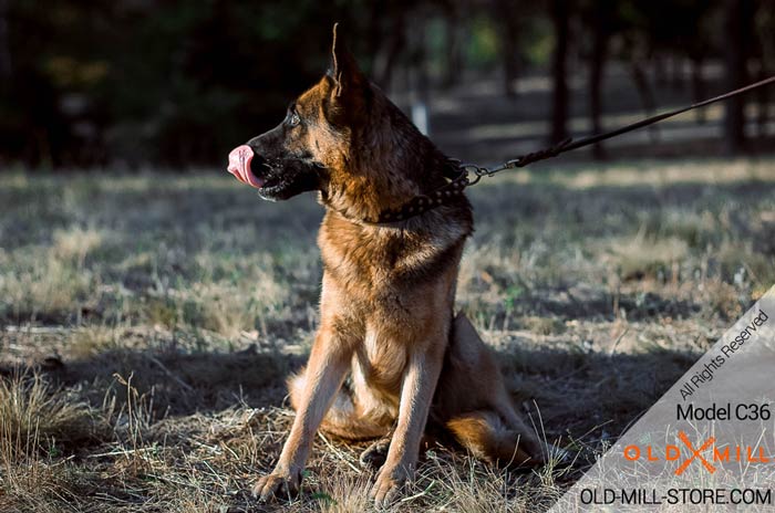 Studded Leather Dog Collar Perfect For Your German Shepherd