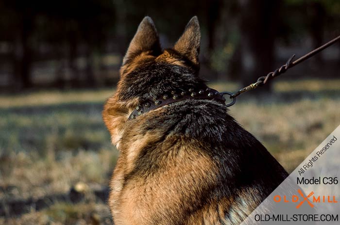 Studded Dog  Collar with Brass Pyramids with D-ring for Leash Attachment