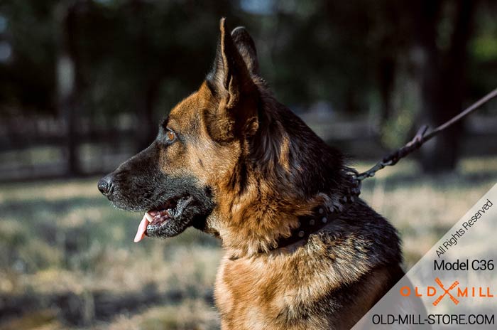 Leather German Shepherd Collar with Studs