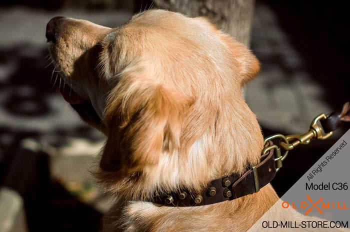 Studded Leather Golden Retriever Collar