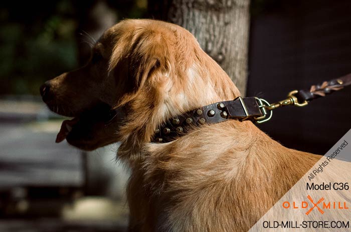 Golden Retriever Collar with Old Brass Studs