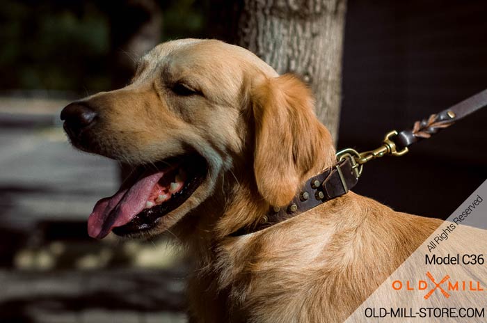 Fancy Collar for Golden Retriever