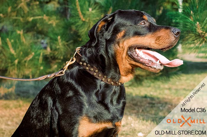 Rottweiler Collar with Old Brass Studs
