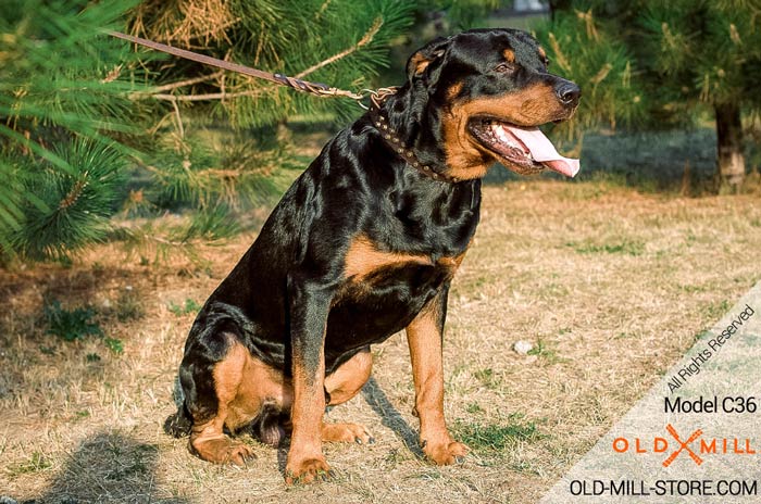 Studded Leather Rottweiler Collar