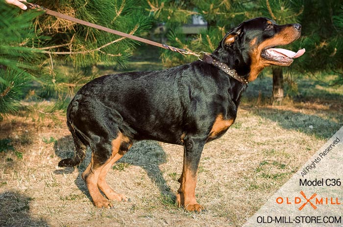 Designer Collar for Rottweiler