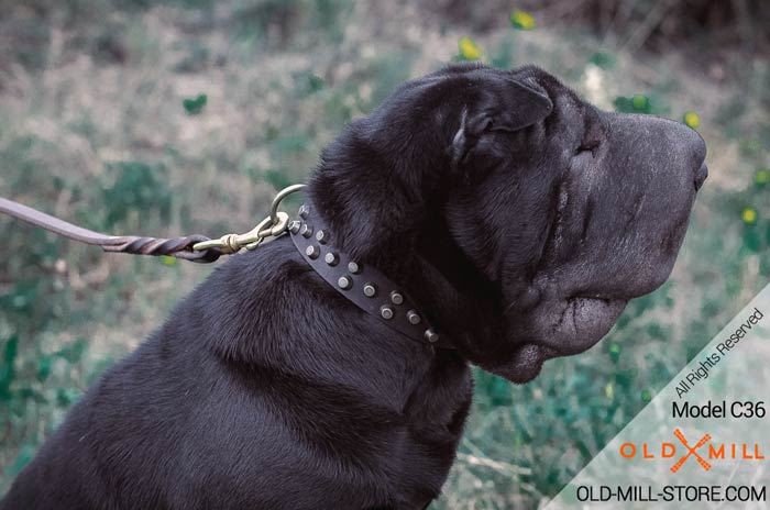 Studded Leather Shar Pei Collar