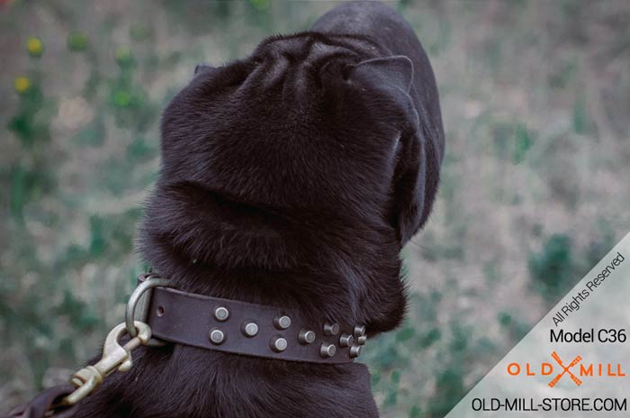 Shar Pei Collar with Strong D-ring for Leash attachment