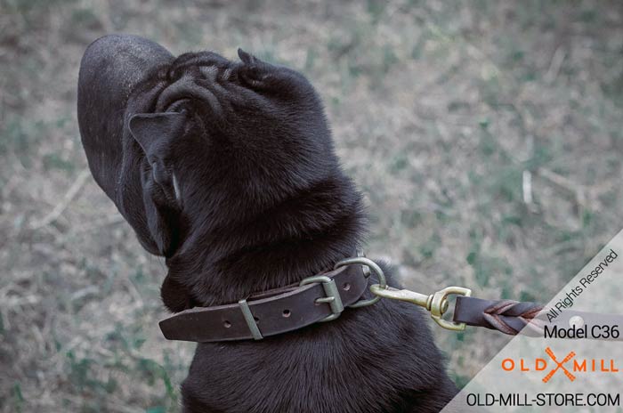 Designer Collar with Classic Buckle