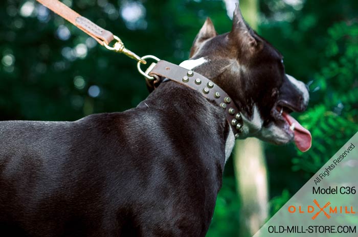 Amstaff Collar with D-ring for Leash Attachment