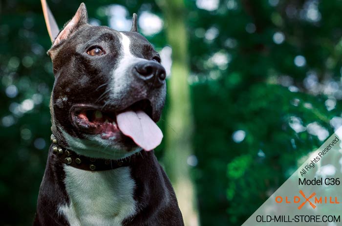 Studded Leather Amstaff Collar