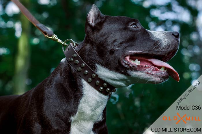 Leather Amstaff Collar with Studs