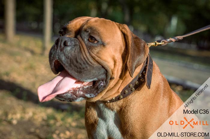 Studded Leather Boxer Collar