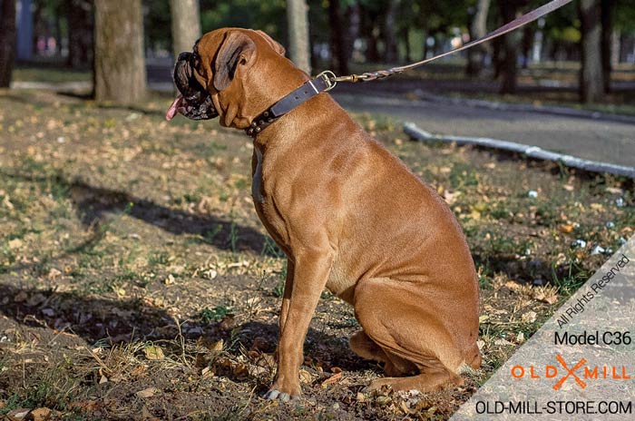Boxer Collar with D-ring for Leash Attachment
