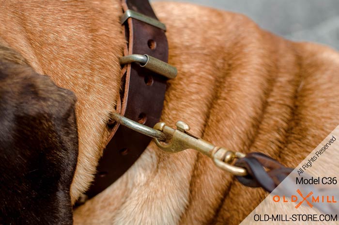 Bullmastiff Collar with Strong D-ring for Leash attachment