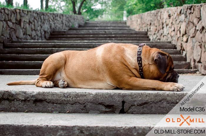 Designer Brass Studded Bullmastiff Collar