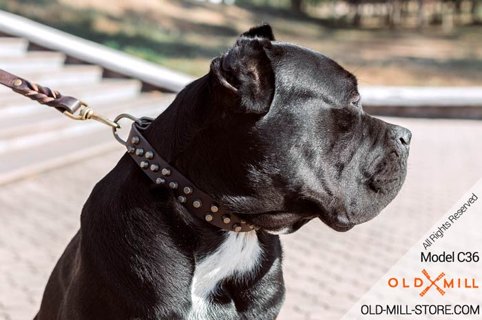 Fashion Leather Cane Corso Collar with Brass Studs