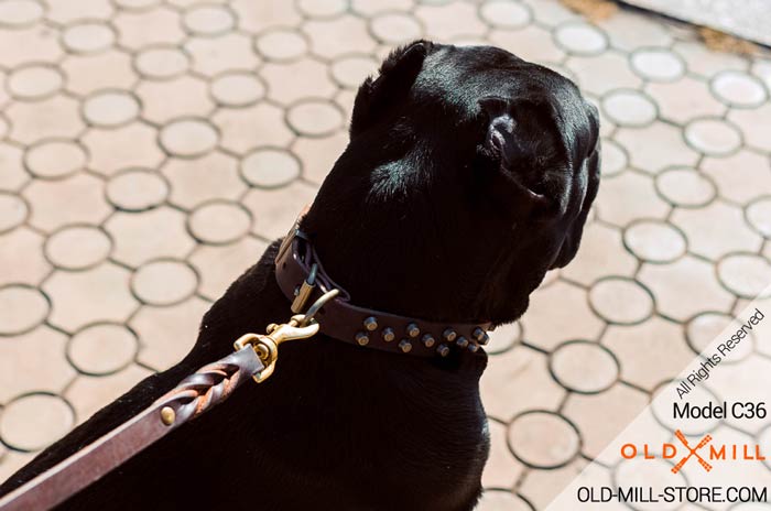Cane Corso Collar with Strong D-ring for Leash attachment