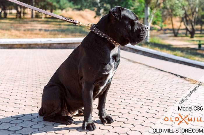 Designer Collar for Cane Corso