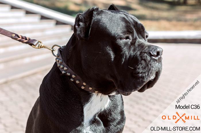 Studded Leather Cane Corso Collar