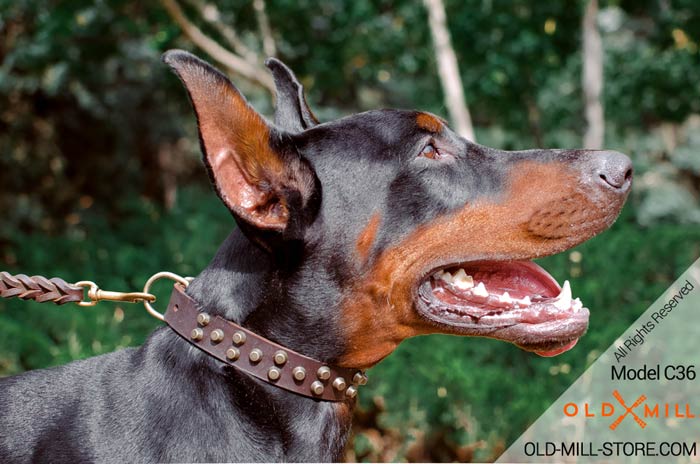 Studded Leather Doberman Collar