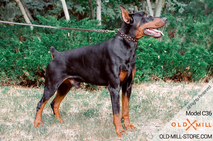 Doberman Collar with D-ring for Leash Attachment