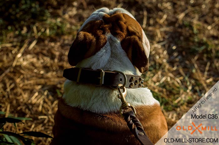 Bulldog Collar with Strong D-ring for Leash attachment