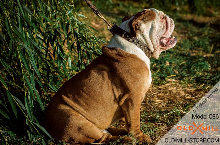 Decorated Leather Dog Collar for English Bulldog