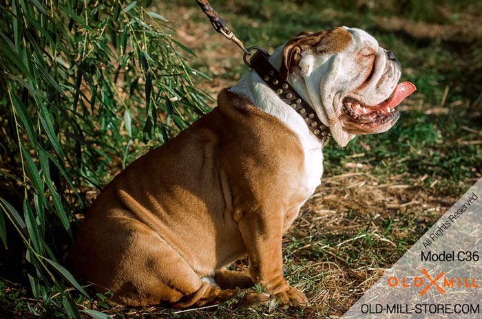 Studded Leather English Bulldog Collar