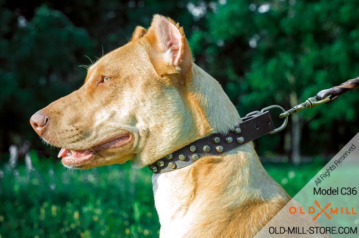 Studded Leather Pitbull Collar