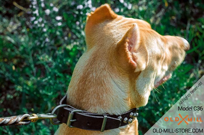 Pitbull Collar with Strong D-ring for Leash attachment