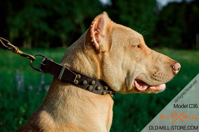 Decorated Leather Dog Collar for Pitbull